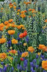 Springtime Bloom Next To Chanticleer House, Chanticleer Garden, Pennsylvania | Obraz na stenu