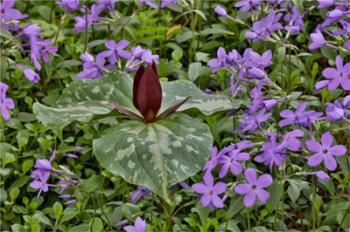 Red Trillium And Blue Phlox Chanticleer Garden, Pennsylvania | Obraz na stenu