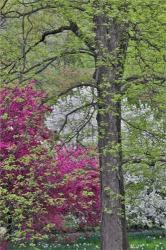 Flowering Crabapple Trees, Chanticleer Garden, Pennsylvania | Obraz na stenu