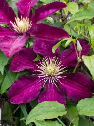 Climbing Fuchsia Clematis In A Garden | Obraz na stenu