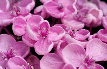 Close-Up Of A Hydrangea Macrophylla 'Ayesha', Lilac Pink | Obraz na stenu