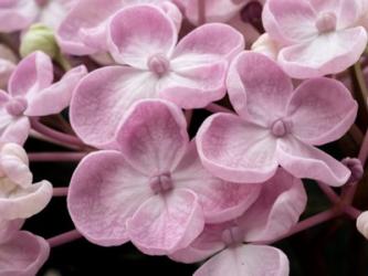 Close-Up Of A Hydrangea Macrophylla 'Ayesha', Lilac Pink | Obraz na stenu