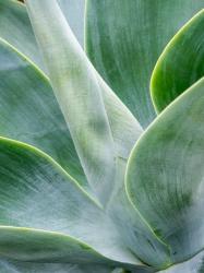 Close-Up Of The Tropical Agave Plant | Obraz na stenu