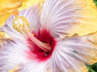 Close-Up Of The Hibiscus Rosa-Sinensis 'Fifth Dimension' | Obraz na stenu