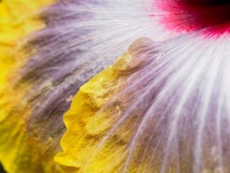 Close-Up Of A Hibiscus Flower | Obraz na stenu