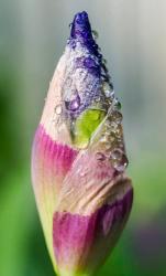 Dewdrops On An Iris Bud | Obraz na stenu