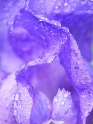 Close-Up Of Dewdrops On A Purple Iris 1 | Obraz na stenu