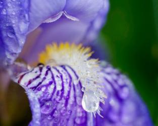 Close-Up Of Dewdrops On A Purple Iris 2 | Obraz na stenu