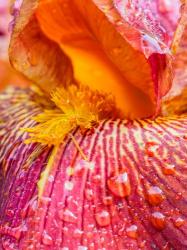 Close-Up Of Dewdrops On A Pink Iris | Obraz na stenu