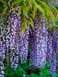 Purple Wisteria Blossoms Hanging From A Trellis | Obraz na stenu