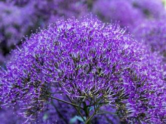 Close-Up Of Flowering Purple Throatwort | Obraz na stenu