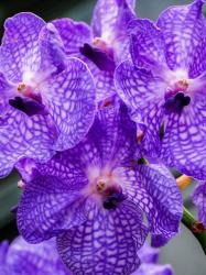 Vanda Manuvadee 'Sky' Orchid | Obraz na stenu