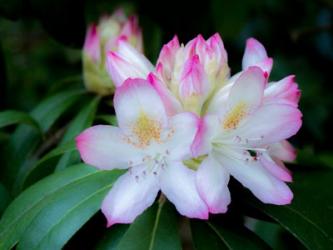 Variegated Pink And White Rhododendron In A Garden | Obraz na stenu