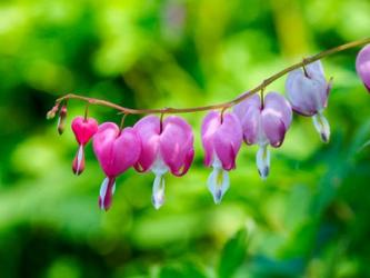 Close-Up Of A Bleeding Heart Flower | Obraz na stenu