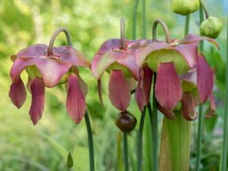 The Purple Flowers Of The Pitcher Plant, Sarracenia, A Carnivorous Plant | Obraz na stenu