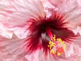 Close-Up Of A Hibiscus Flower | Obraz na stenu