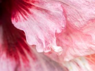 Pennsylvania, Close-Up Of A Hibiscus Flower | Obraz na stenu