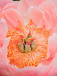 Close-Up Of A Pink Peony | Obraz na stenu