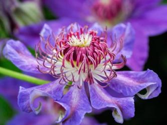 Close-Up Of A Clematis Blossom | Obraz na stenu