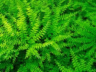 Maidenhair Fern | Obraz na stenu