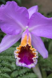 Purple Orchid | Obraz na stenu