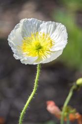 White Poppy Garden | Obraz na stenu