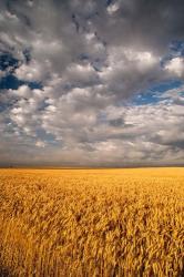 Summer Morning Wheat Fields, South Dakota | Obraz na stenu