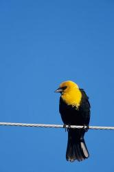Yellow-Headed Blackbird On A Power Line | Obraz na stenu
