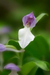 Close-Up Of Orchis Orchid | Obraz na stenu