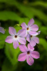 Wild Blue Phlox | Obraz na stenu