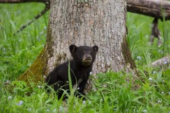 Black Bear Cub Next To A Tree | Obraz na stenu