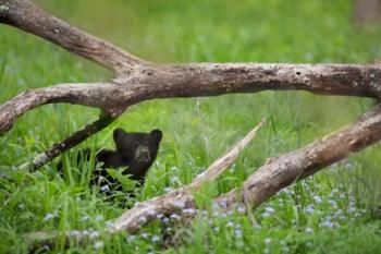 Black Bear Cub Under Branches | Obraz na stenu