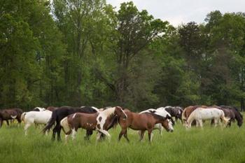 Herd Of Horses In Cade's Cove Pasture | Obraz na stenu