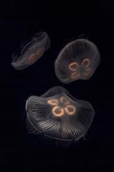 Three Moon Jellyfish In Aquarium | Obraz na stenu
