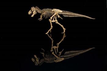 T-Rex Skeleton Replica Reflection | Obraz na stenu