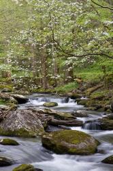 Dogwood Trees Above The Middle Prong Of Little River | Obraz na stenu