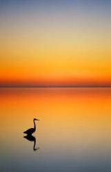 Great Blue Heron at Sunset, Port Aransas, Texas | Obraz na stenu