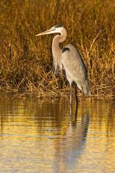 Great Blue Heron standing in Salt Marsh | Obraz na stenu