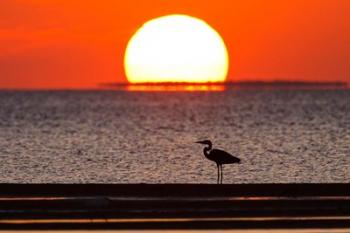 Sunset, Great Blue Heron, Laguna Madre, Texas | Obraz na stenu