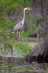 Great Blue Heron bird, Caddo Lake, Texas | Obraz na stenu