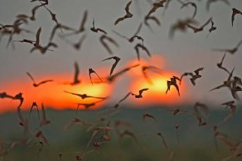 Mexican Free-Tailed Bats, Concan, Texas, USA | Obraz na stenu