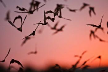 Mexican Free-tailed Bats emerging from Frio Bat Cave, Concan, Texas, USA | Obraz na stenu