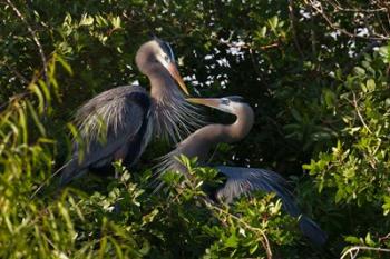 Great Blue Heron, pair in habitat, Texas | Obraz na stenu