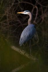 Great Blue Heron roosting, willow trees, Texas | Obraz na stenu