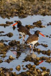 American Oystercatcher Pair On An Oyster Reef | Obraz na stenu