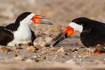 Black Skimmers And Chick | Obraz na stenu