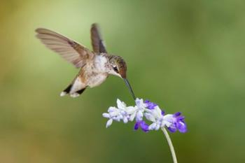 Black-Chinned Hummingbird Feeding | Obraz na stenu