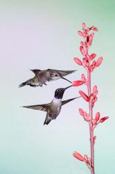 Two Black-Chinned Hummingbirds Feeding | Obraz na stenu