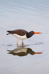 American Oystercatcher Drinking | Obraz na stenu