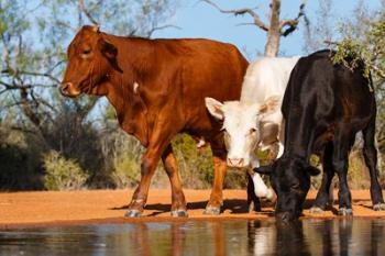 Cattle Drinking | Obraz na stenu